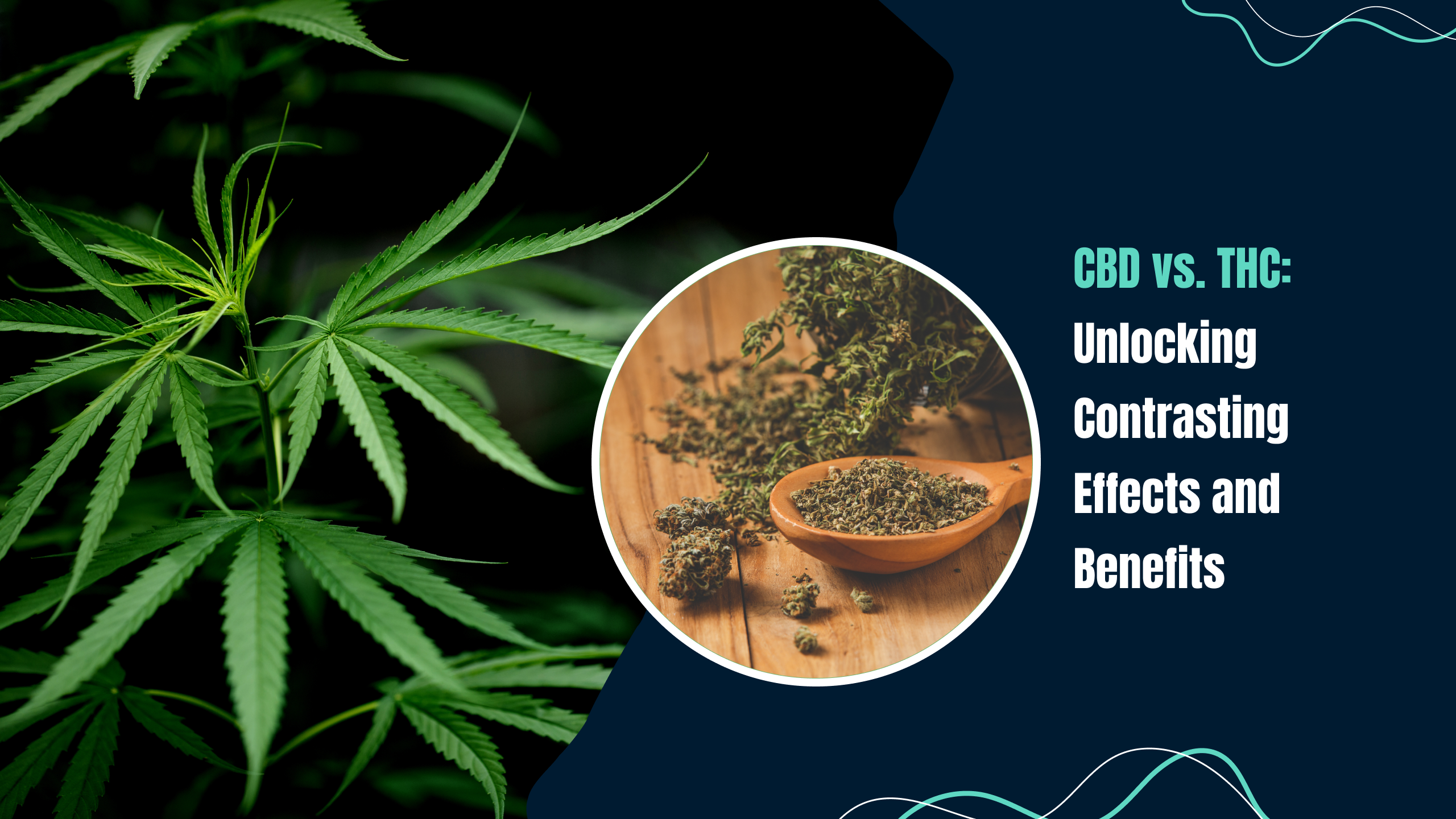 CBD vs THC