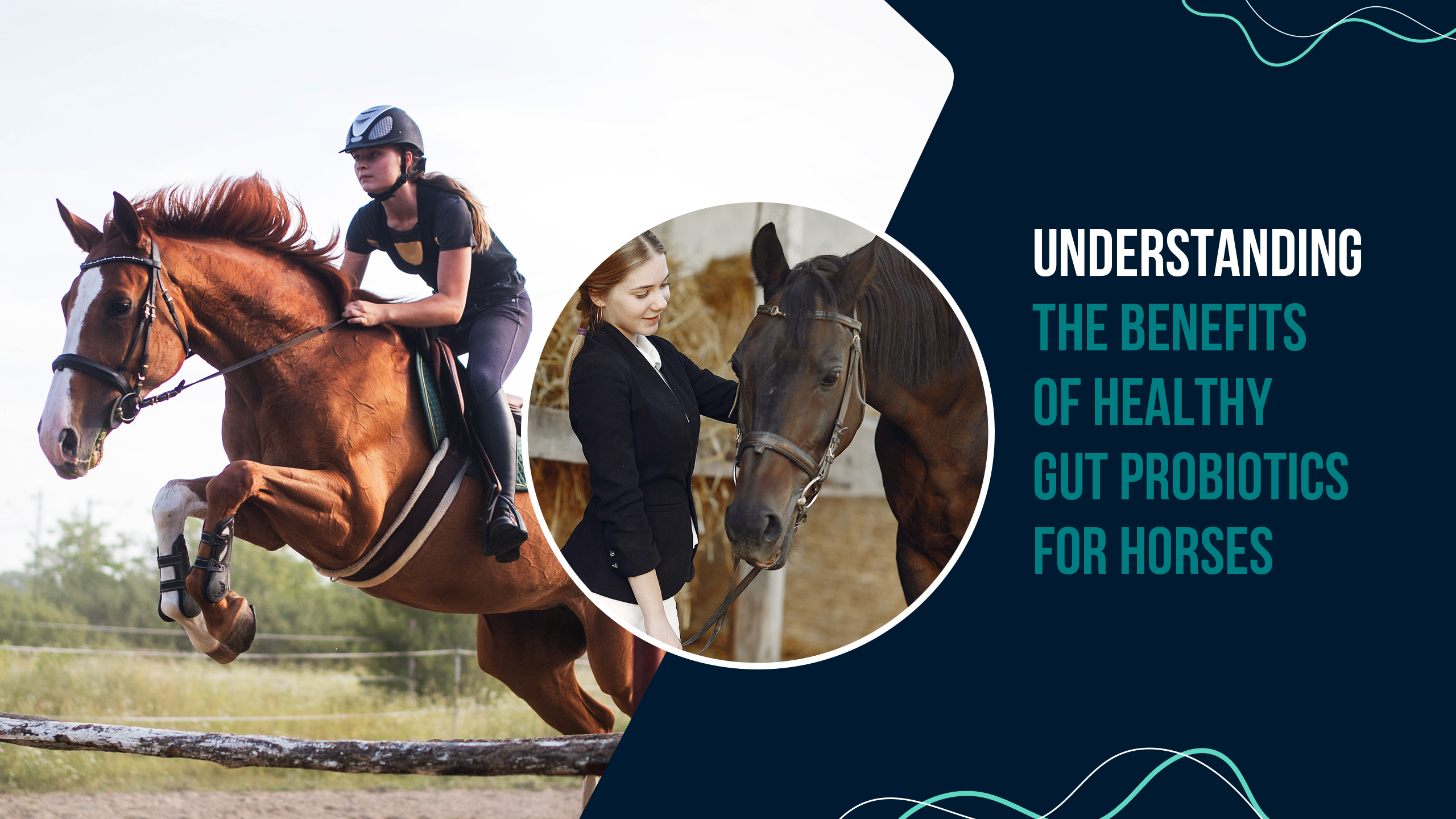Understanding the Benefits of Healthy Gut Probiotics for Horses