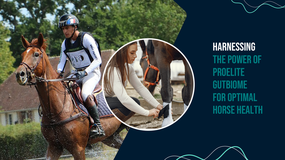 Harnessing the Power of ProElite GutBiome for Optimal Horse Health