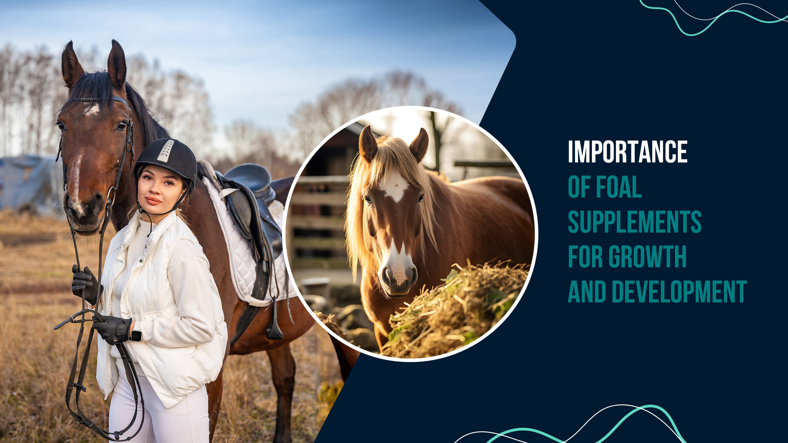 Importance of Foal Supplements for Growth and Development