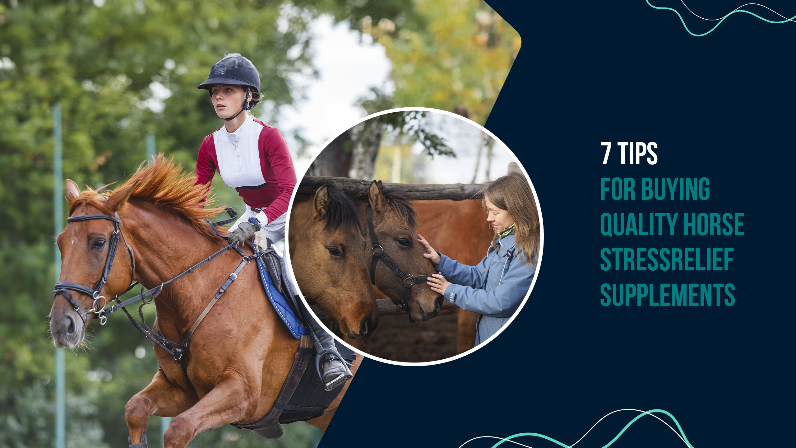 7 Tips for Buying Quality Horse Stress Relief Supplements