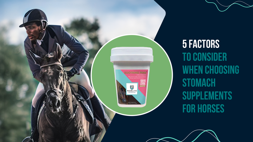5 Factors to Consider When Choosing Stomach Supplements for Horses