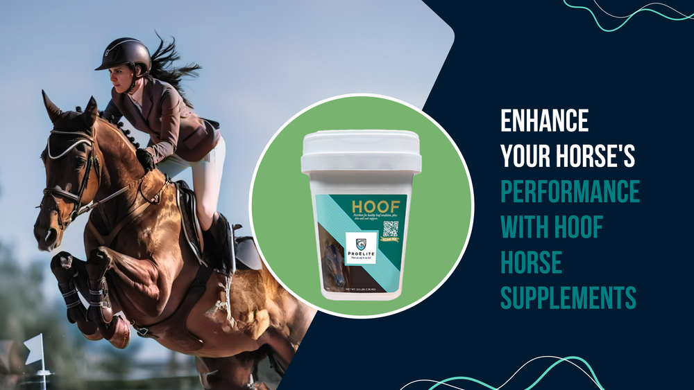 Enhance Your Horse's Performance with Hoof Horse Supplements