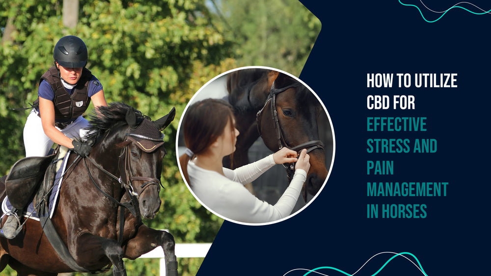 How to Utilize CBD for Effective Stress and Pain Management in Horses