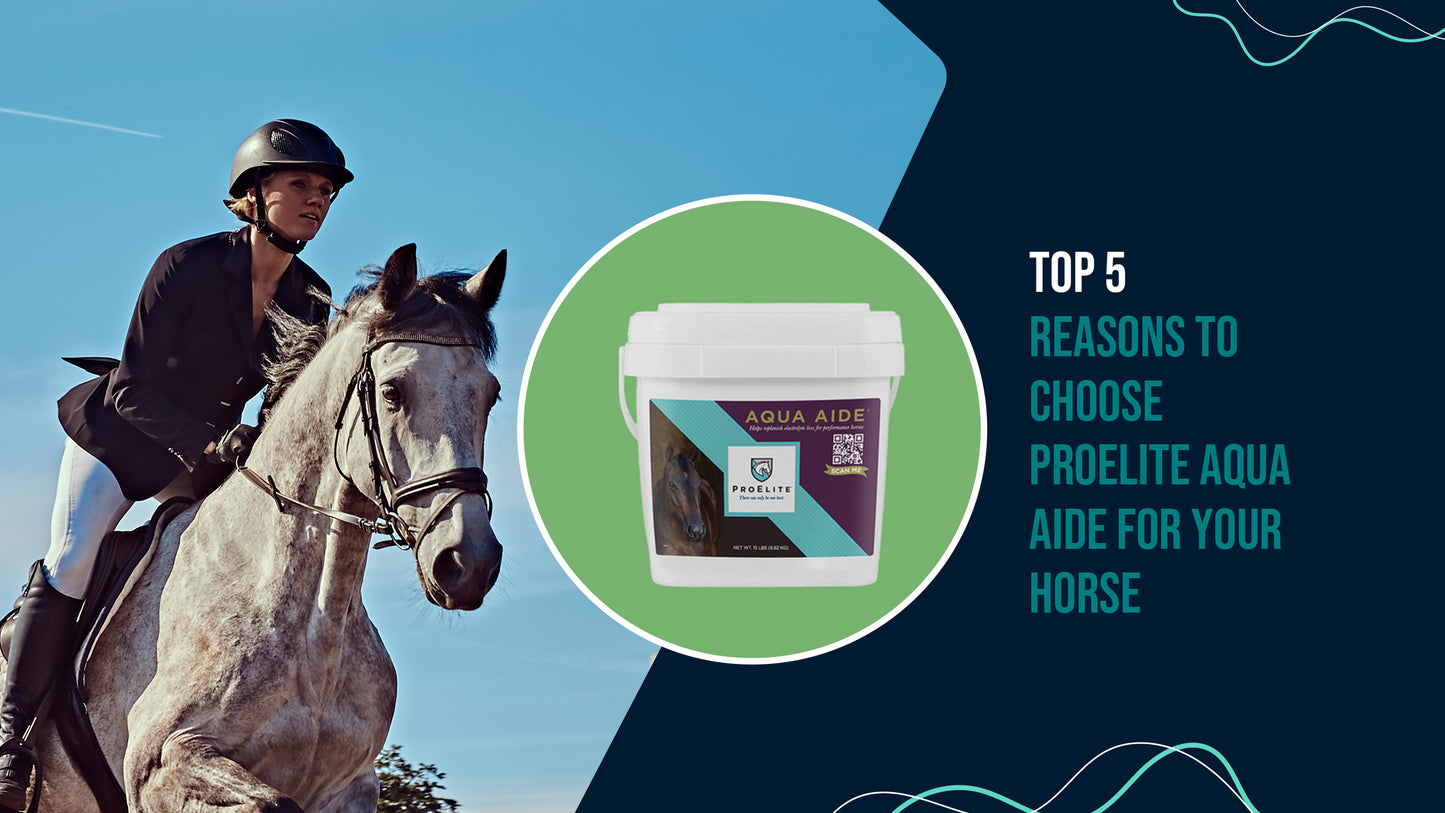 Top 5 Reasons to Choose ProElite Aqua Aide for Your Horse