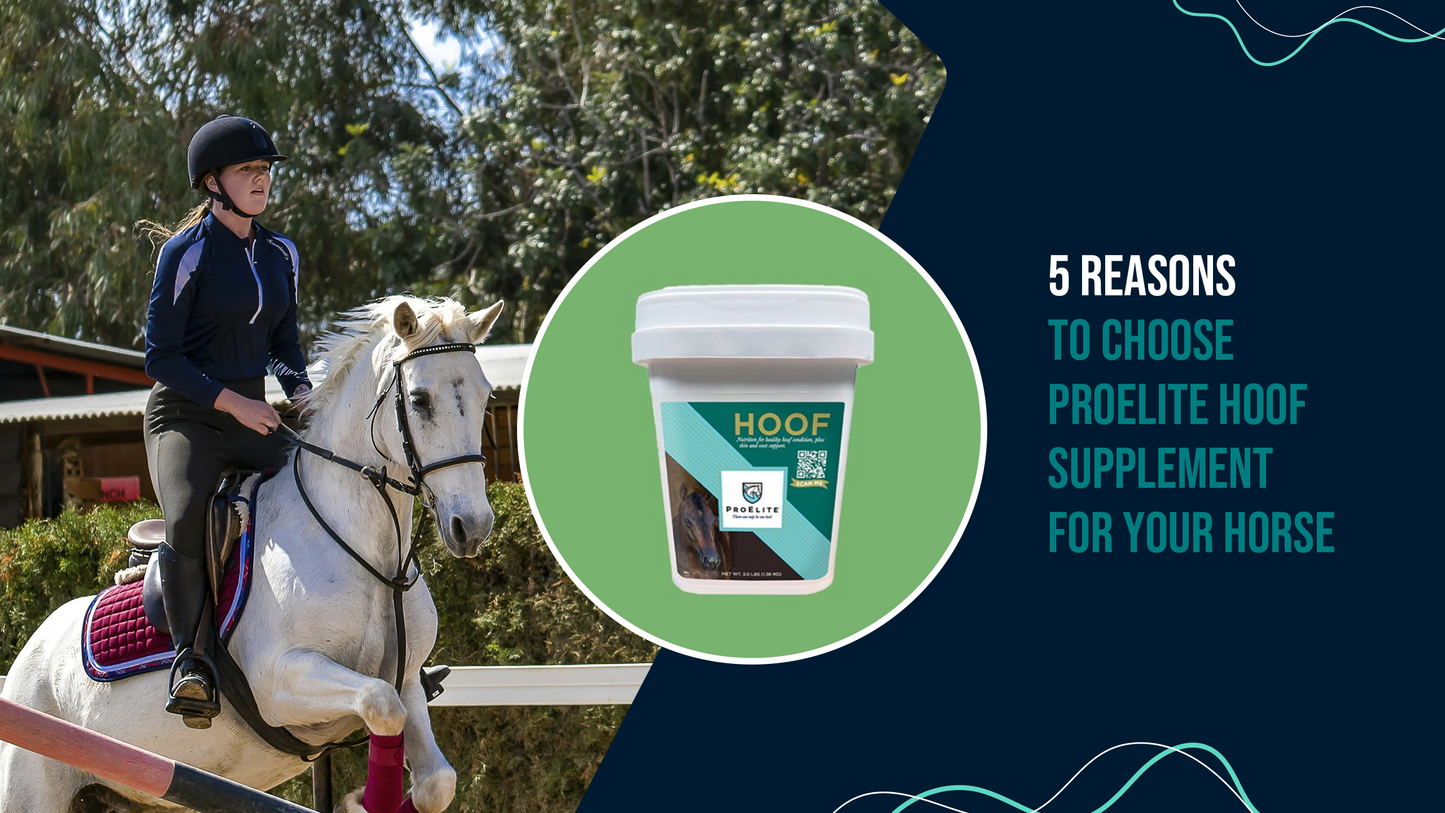 5 Reasons to Choose ProElite Hoof Supplement for Your Horse
