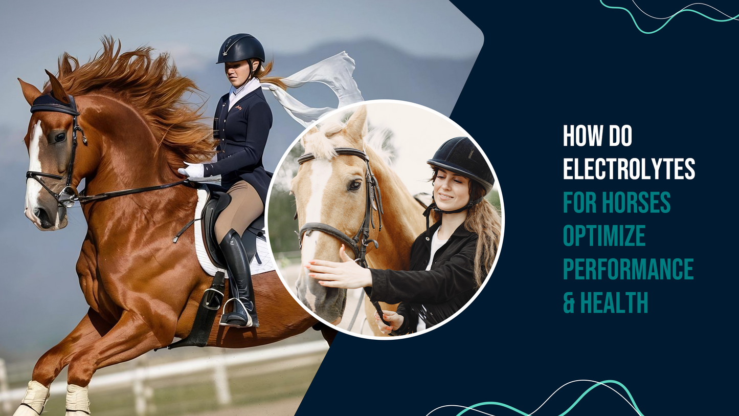 How Do Electrolytes for Horses Optimize Performance & Health