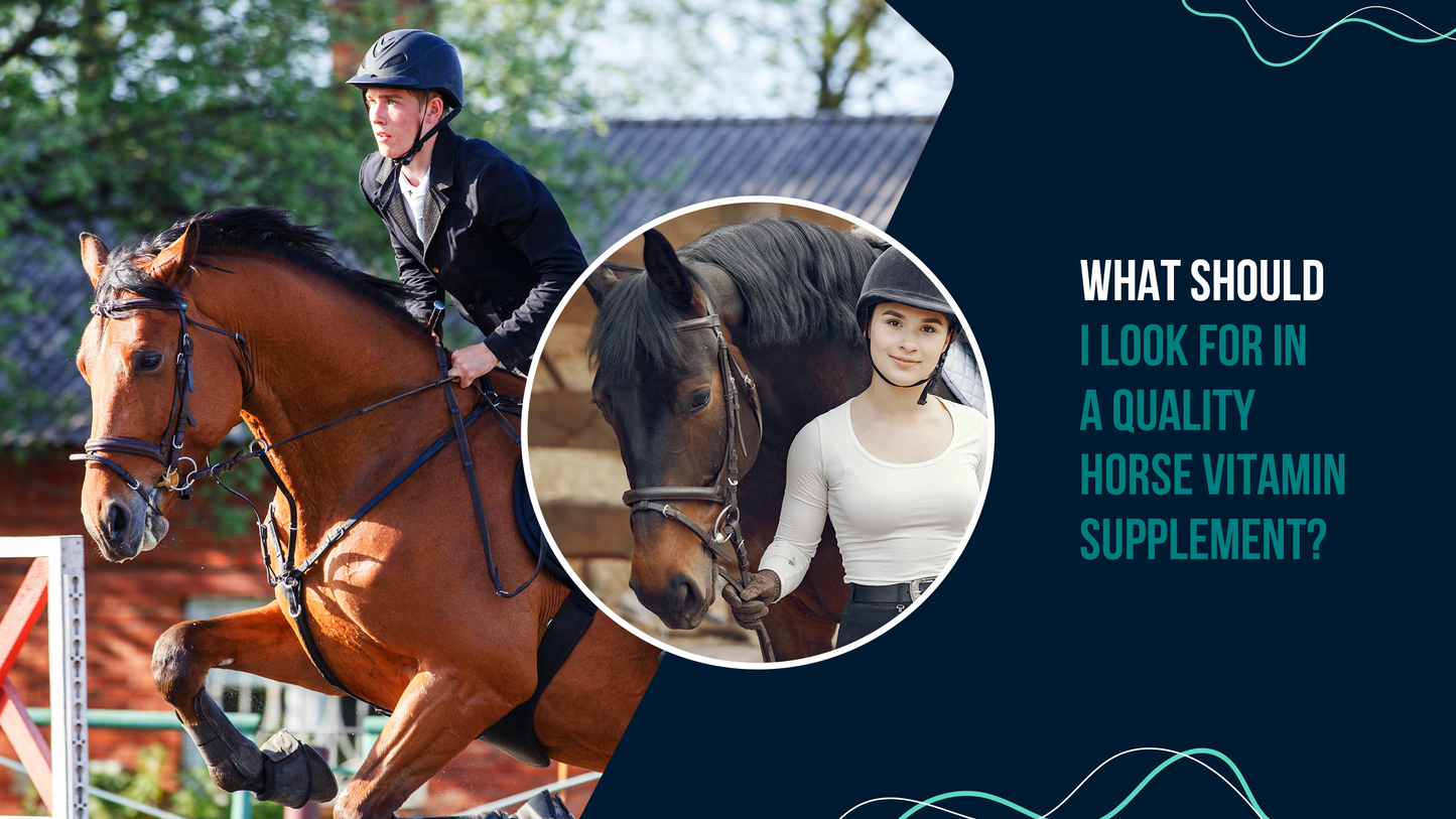 What Should I Look for in a Quality Horse Vitamin Supplement?