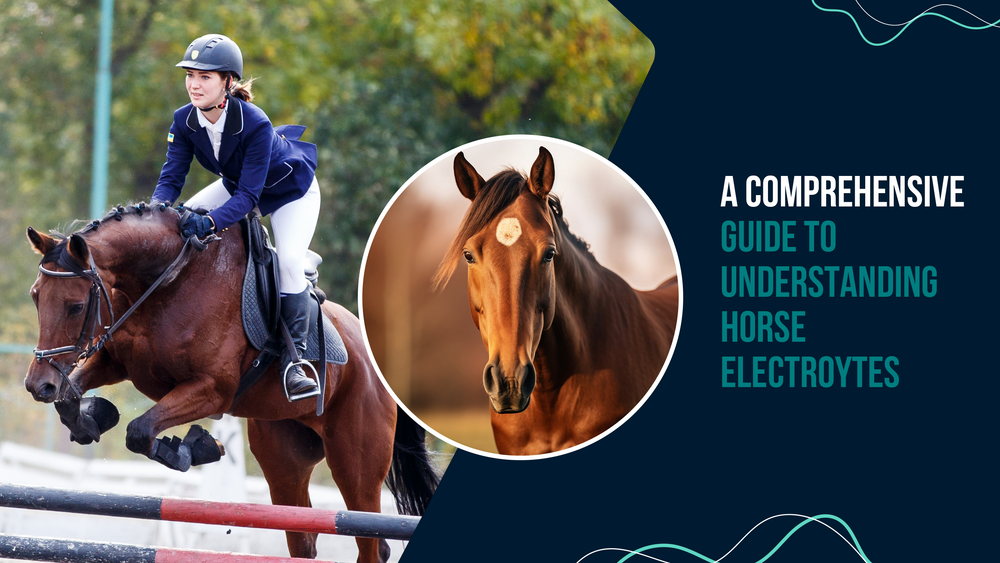 A Comprehensive Guide to Understanding Horse Electrolytes