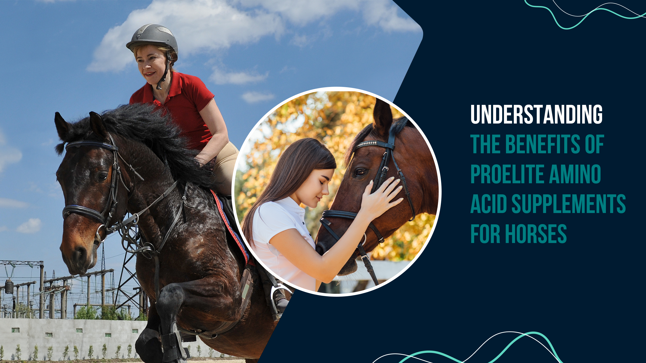 Understanding the Benefits of ProElite Amino Acid Supplements for Horses