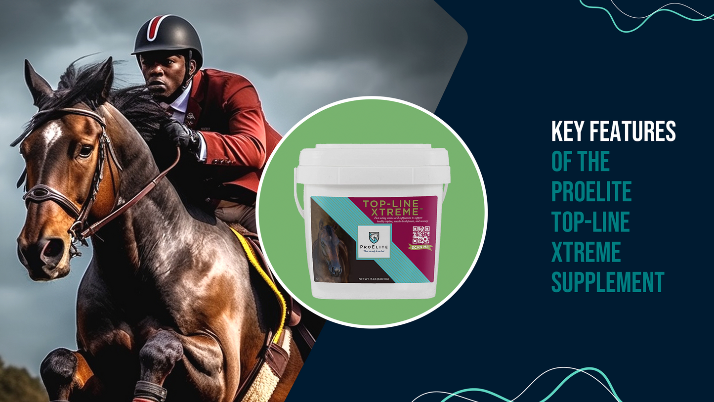 Horse Riding Tips for Riders an Equestrian Athlete