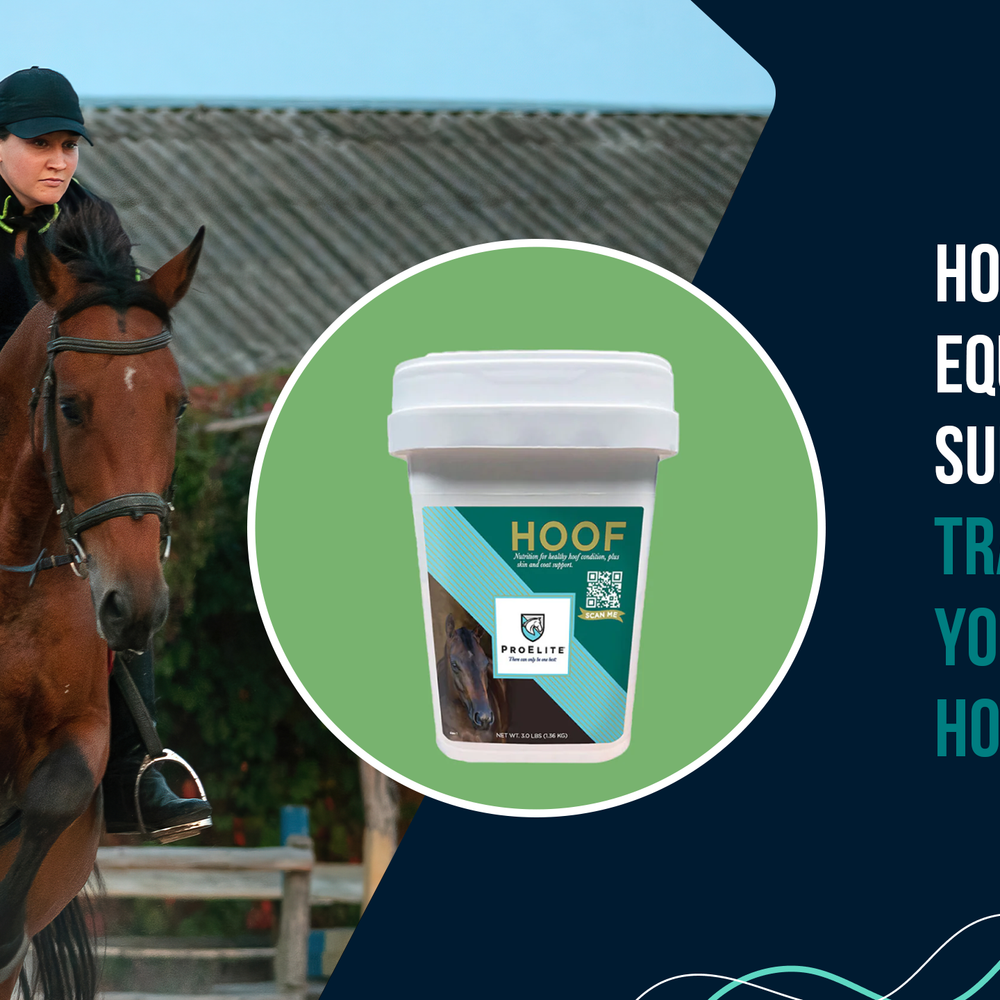 How Can Equine Hoof Supplements Transform Your Horse's Hoof Health