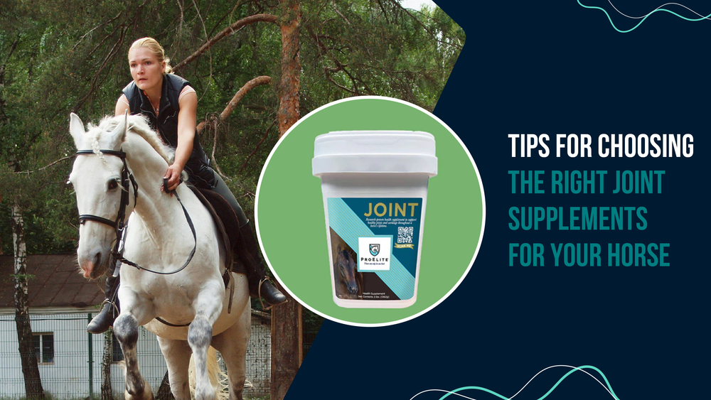 Tips for Choosing the Right Joint Supplements for Your Horse