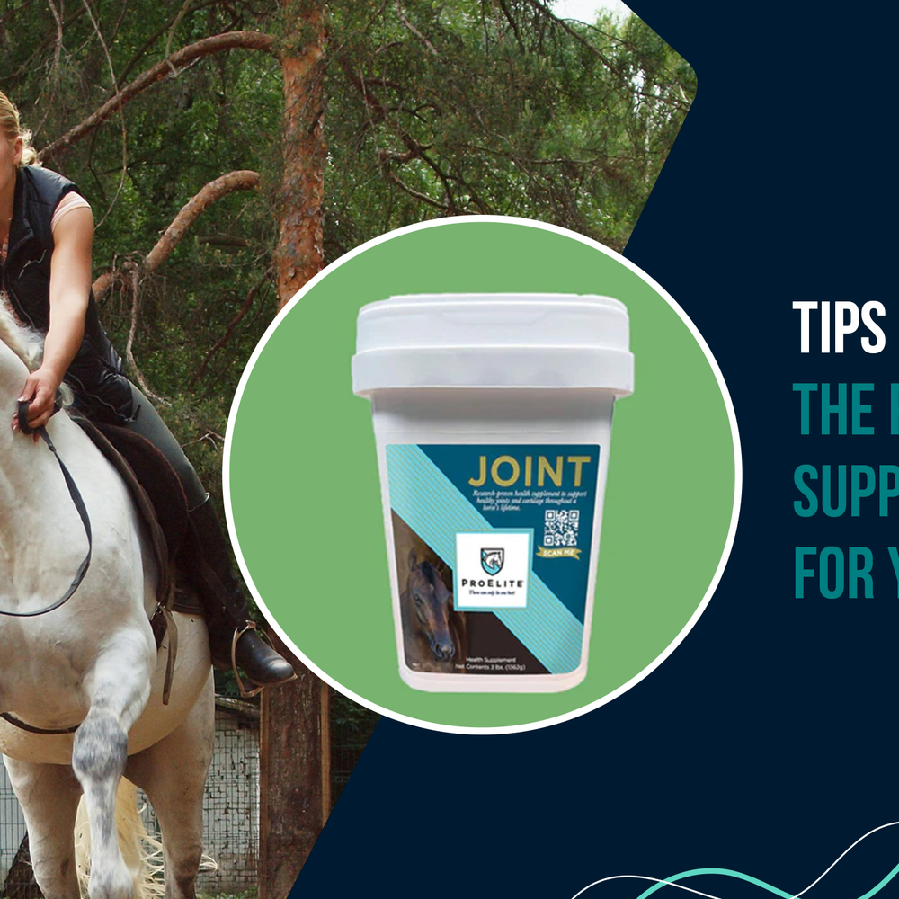 Tips for Choosing the Right Joint Supplements for Your Horse