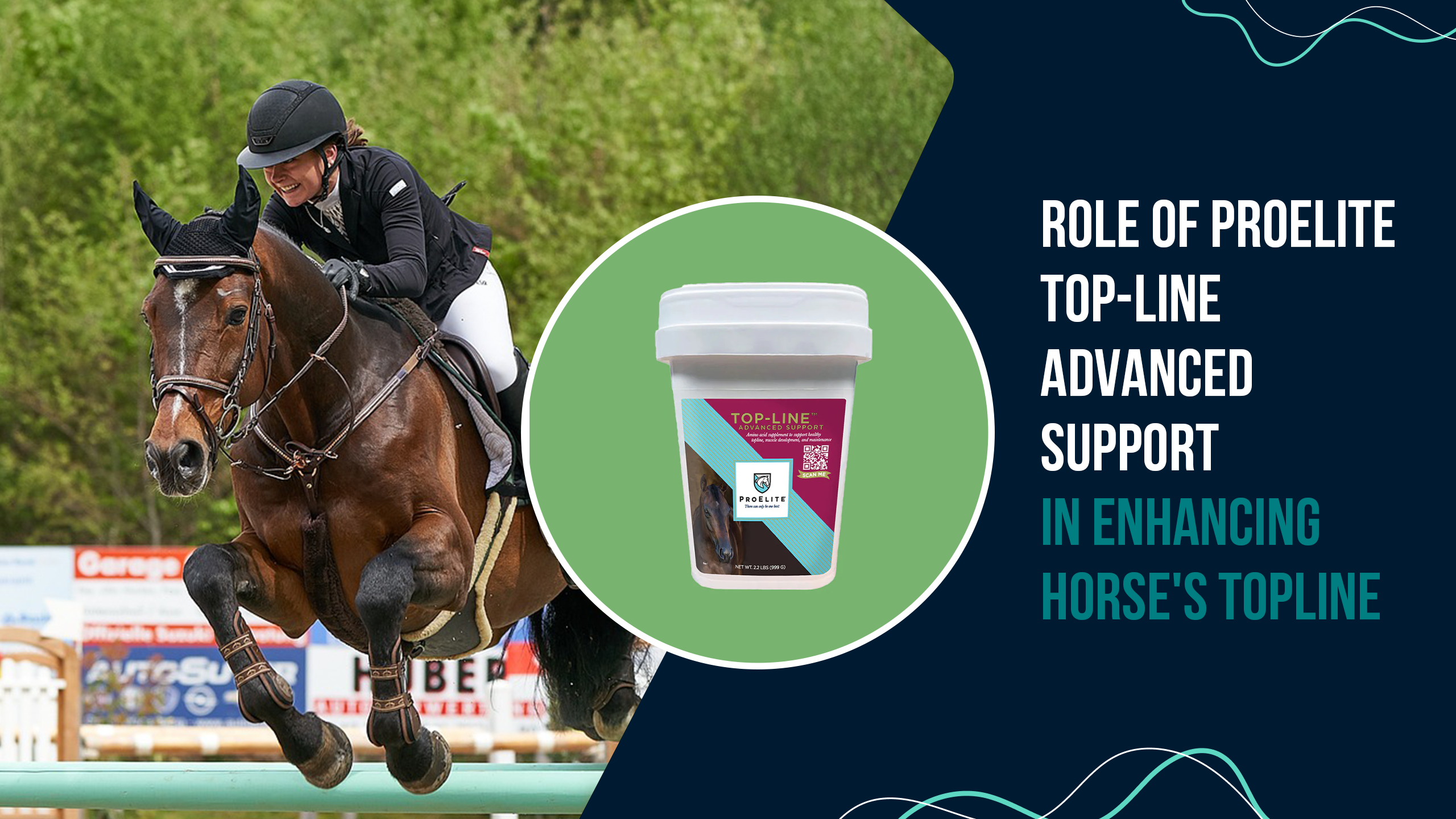 Role of ProElite Top-Line Advanced Support in Enhancing Horse's Topline