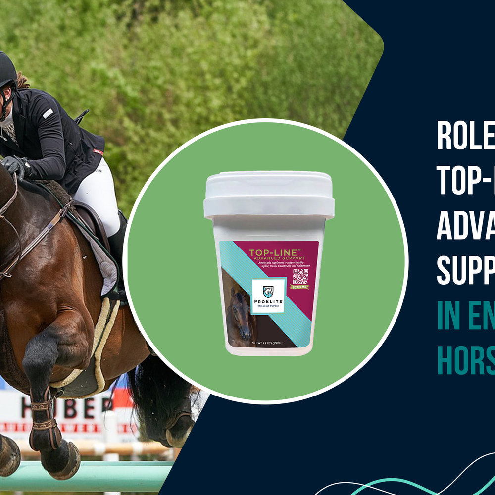 Role of ProElite Top-Line Advanced Support in Enhancing Horse's Topline