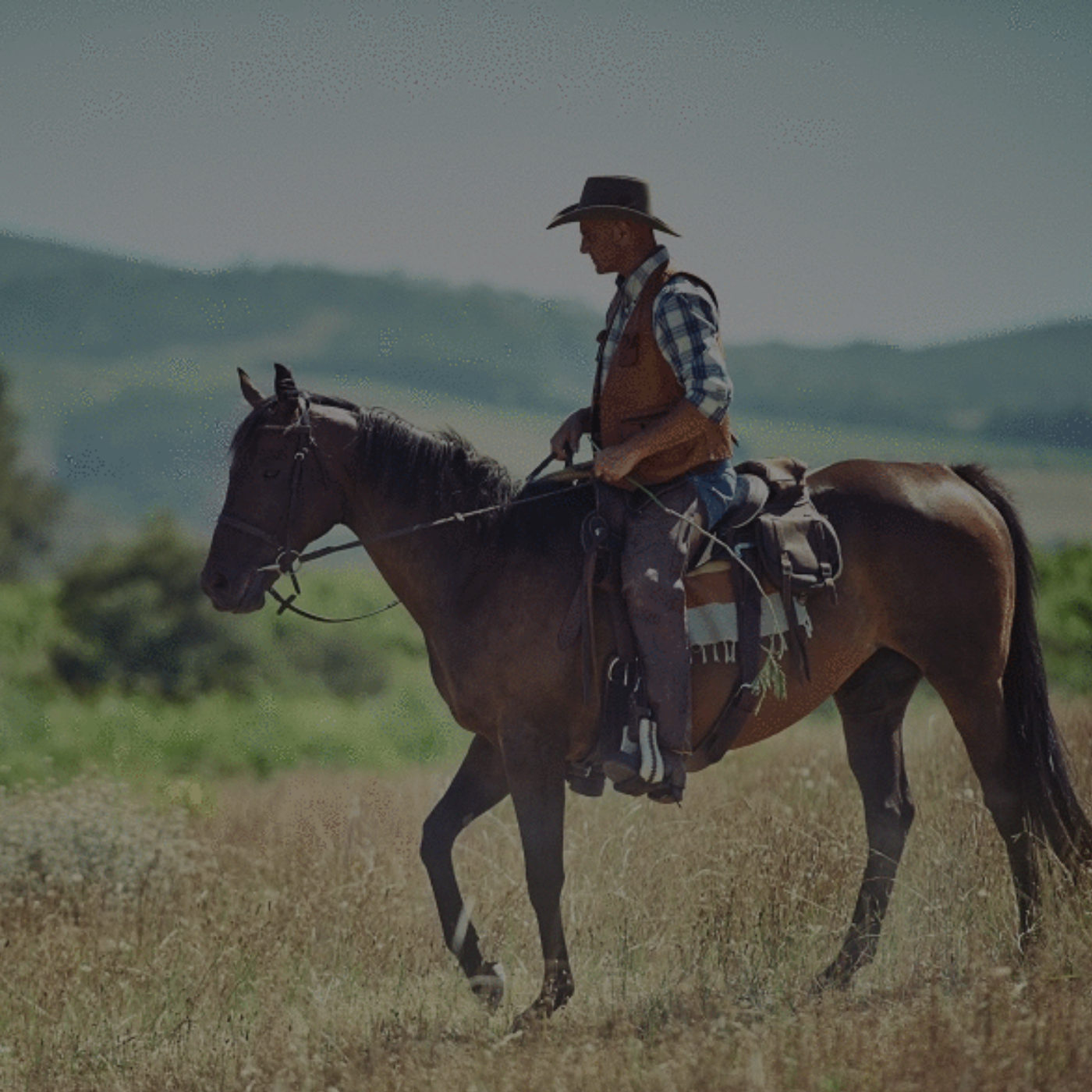 Premier Choice Equine