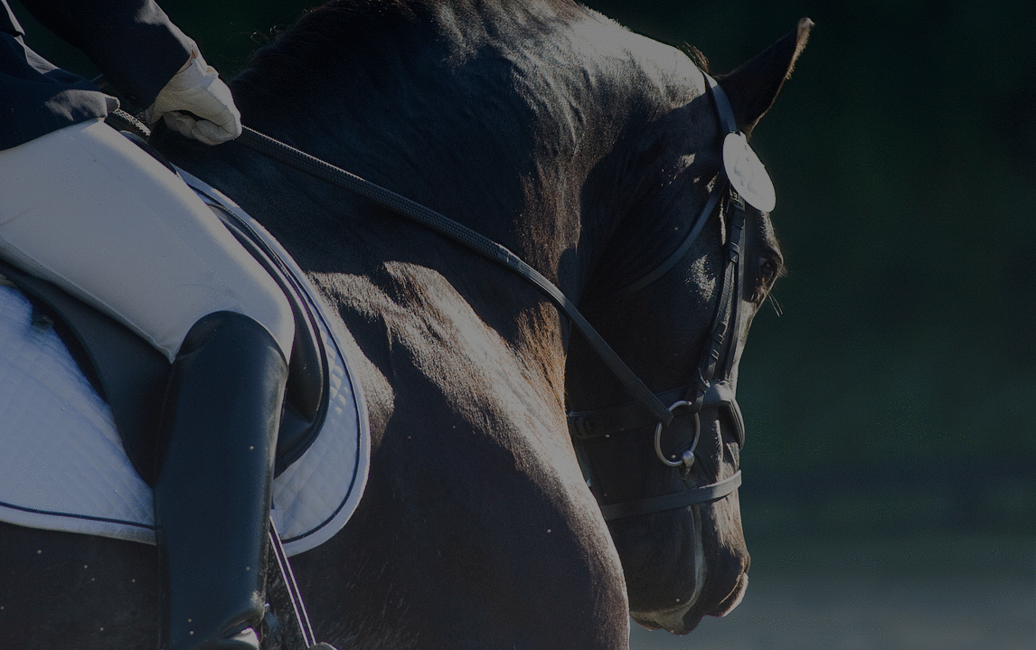 Premier Choice Equine